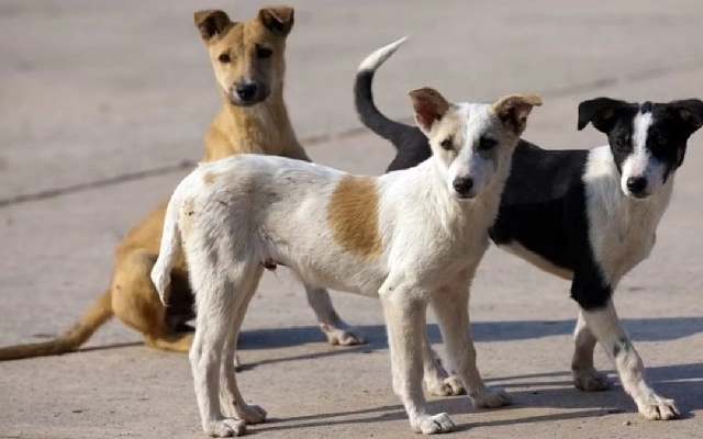 BBMP Captures Over 110 Stray Dogs in Jalahalli After Fatal Attack - News Karnataka