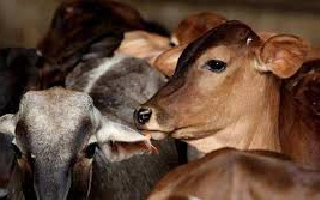 Mulky Police Seize Beef from Slaughtered Cows in Padubidri - News Karnataka