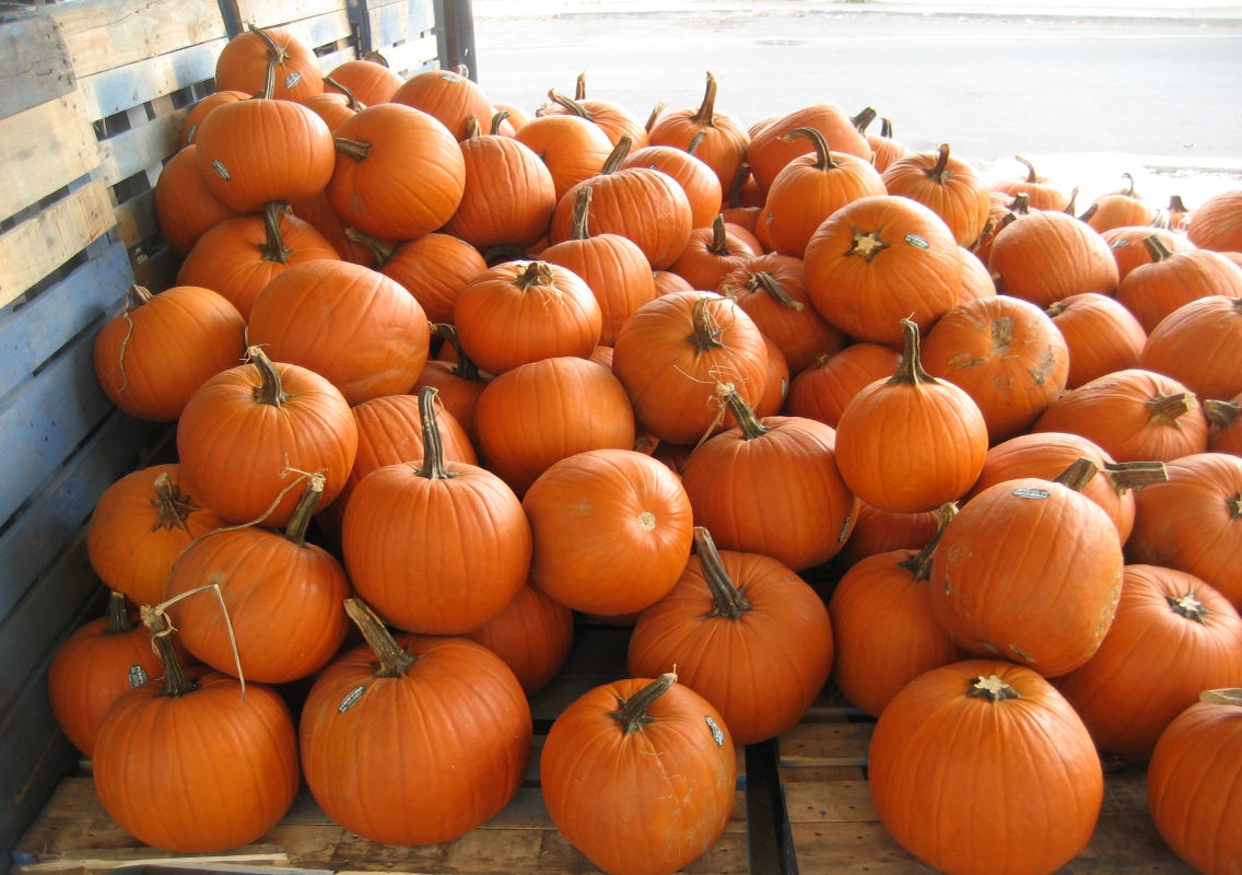 The Health Benefits of Pumpkins: A Nutrient-Dense Superfood - News Karnataka