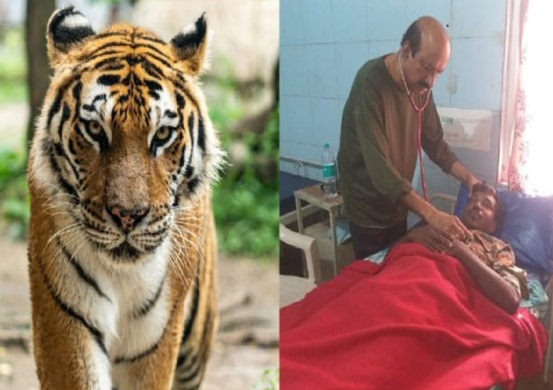 Hunsur: Forest Staff Member Injured in Tiger Attack - News Karnataka
