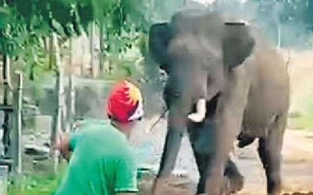 Elephant Wreaks Havoc in Kabbinale, Residents in Fear - News Karnataka