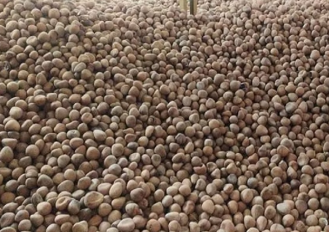 Coconut Prices Soar in Arasikere, Expected to Reach ₹20,000 per Quintal by Diwali - News Karnataka