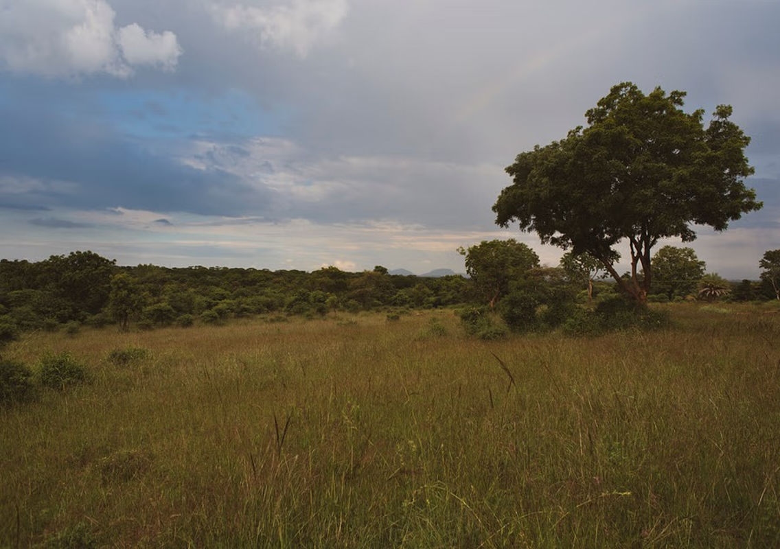 Bengaluru's Hesaraghatta Grasslands Achieve Conservation Reserve Status - News Karnataka