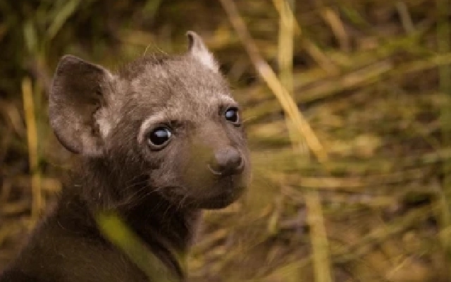 Conservationist Urges End to Treatment of Wild Animals in Protected Areas for Natural Injuries - News Karnataka
