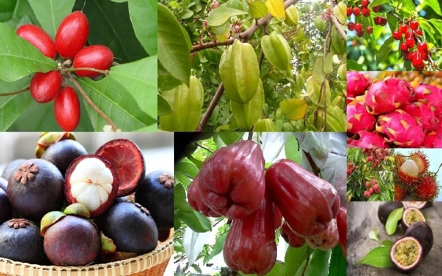Exotic Fruits Thrive in Karnataka as Local Cultivation Surges - News Karnataka