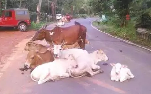 Cow Killed in Accident on National Highway 66, Concerns Raised Over Safety - News Karnataka