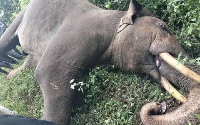 Wild Elephant Electrocuted in Sakleshpur - News Karnataka