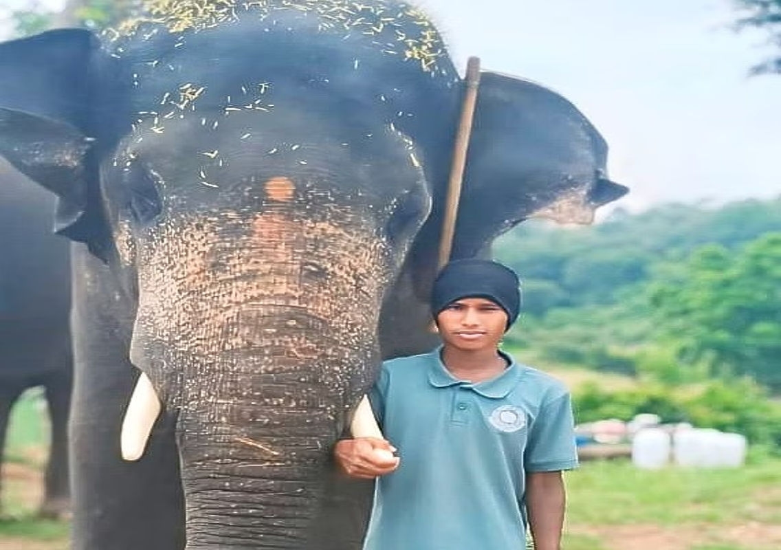 Mahout Drowns While Bathing Elephant at Bannerghatta Biological Park - News Karnataka