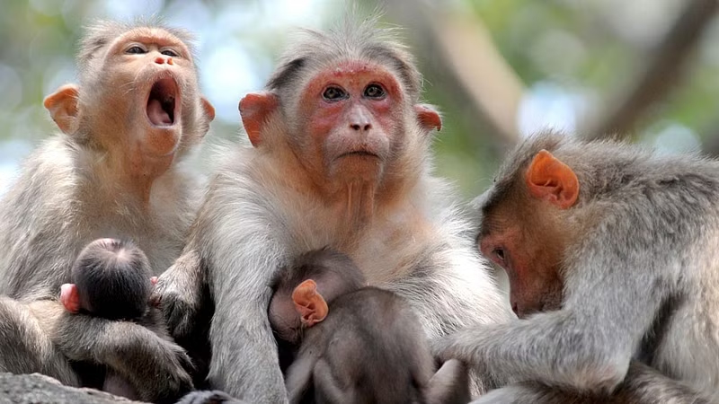 Smuggled monkeys rescued at Bengaluru airport, sent back to Malaysia - News Karnataka