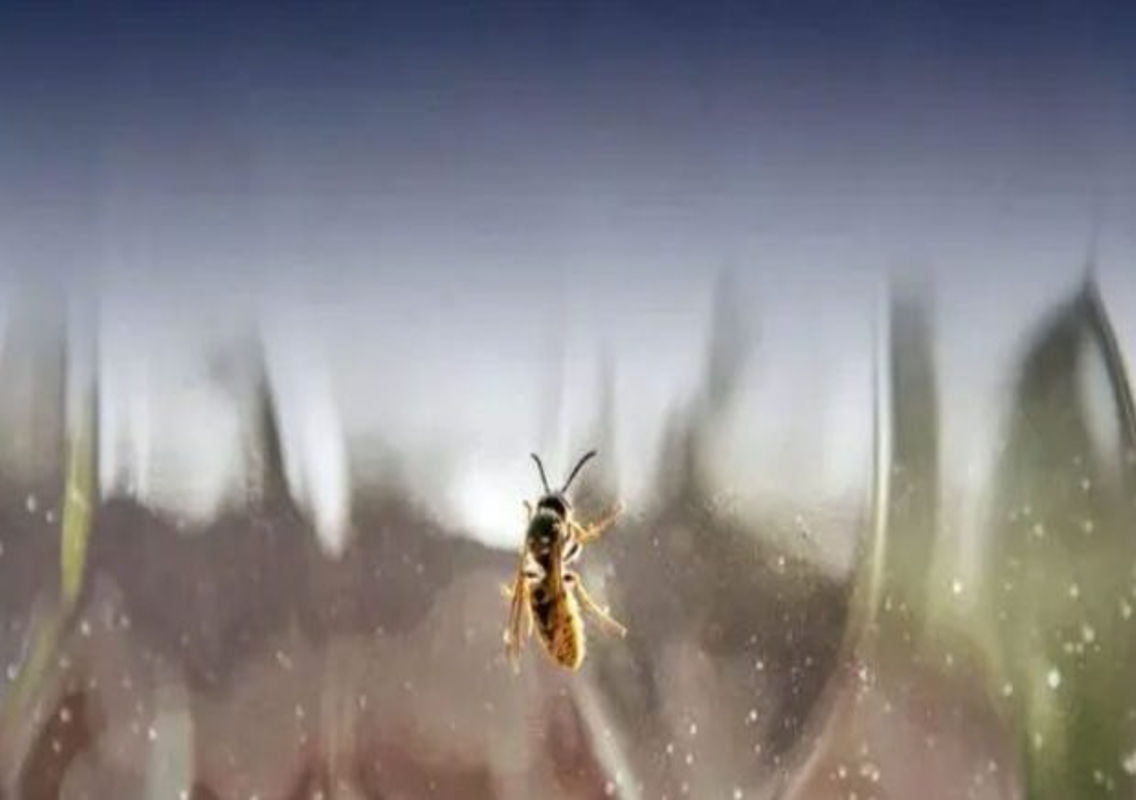Forest Staff Injured in Attack by Honey Bees - News Karnataka