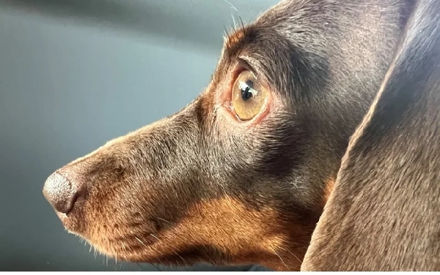 Outrage After Man Fatally Stabs Dog in Hyderabad - News Karnataka