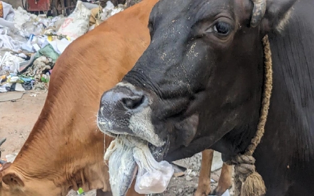 Masked Men Steal Cows in Hombadi Mundadi: Police Urged to Enhance Security - News Karnataka
