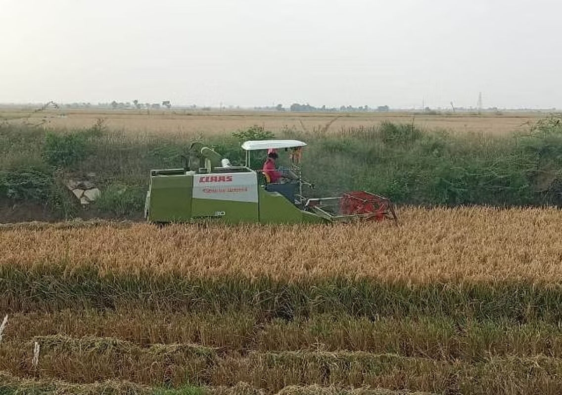 Farmers Struggle to Harvest Paddy Amid Rising Equipment Costs and Falling Prices - News Karnataka