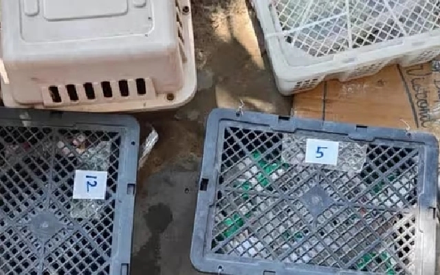 Bengaluru Airport Customs Foil Major Exotic Wildlife Smuggling Attempt - News Karnataka