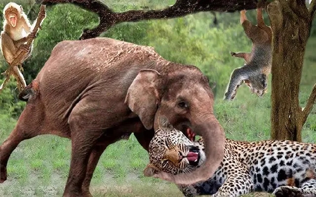 Wildlife Havoc in Kodagu: Farmers Grapple with Elephants, Tigers, and Monkeys - News Karnataka