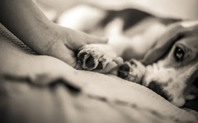 Rising Pollution in Delhi Affects Pets and Street Animals - News Karnataka