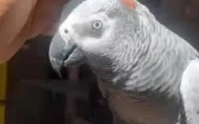 Bengaluru woman loses ₹30,000 in fraudulent parrot purchase scheme - News Karnataka