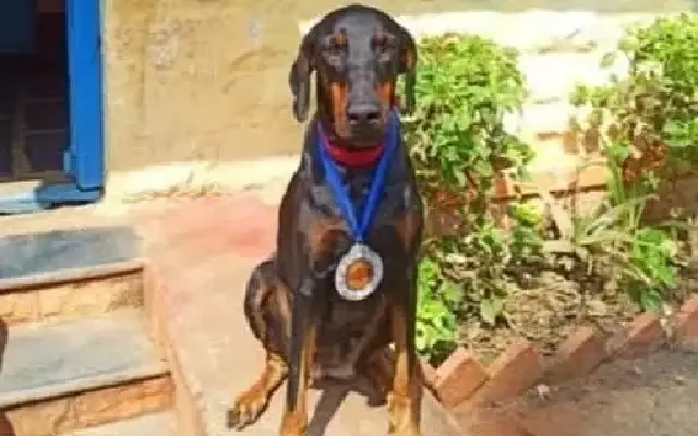 Dogs Maya and Rosie Shine at State Police Duty Meet in Bengaluru - News Karnataka
