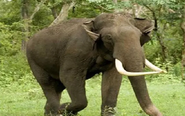 Farmer trampled to death by wild elephant in N R Pura - News Karnataka