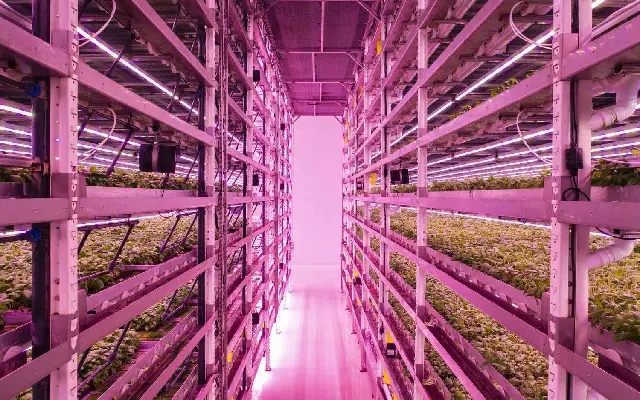 Electro-agriculture: farming without sunlight - News Karnataka