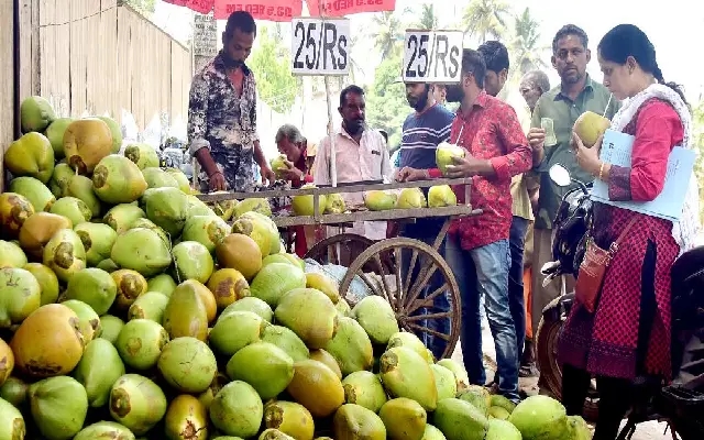 Tender coconut prices soar in Chikkamagaluru ahead of summer - News Karnataka