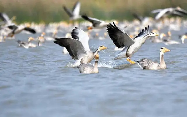 Magadi lake: migratory bird sanctuary faces infrastructure, pollution challenges - News Karnataka