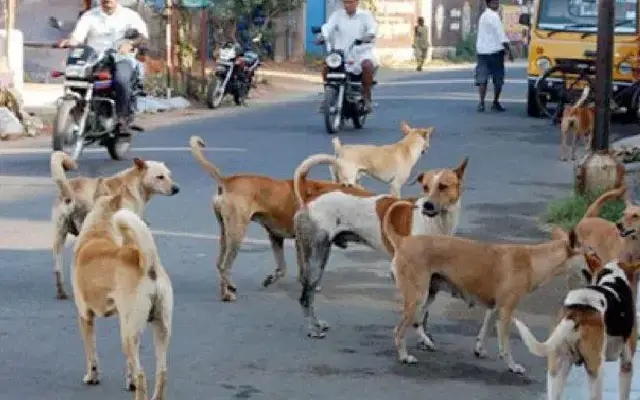Woman files complaint after being threatened by man pelting stones at street dogs - News Karnataka