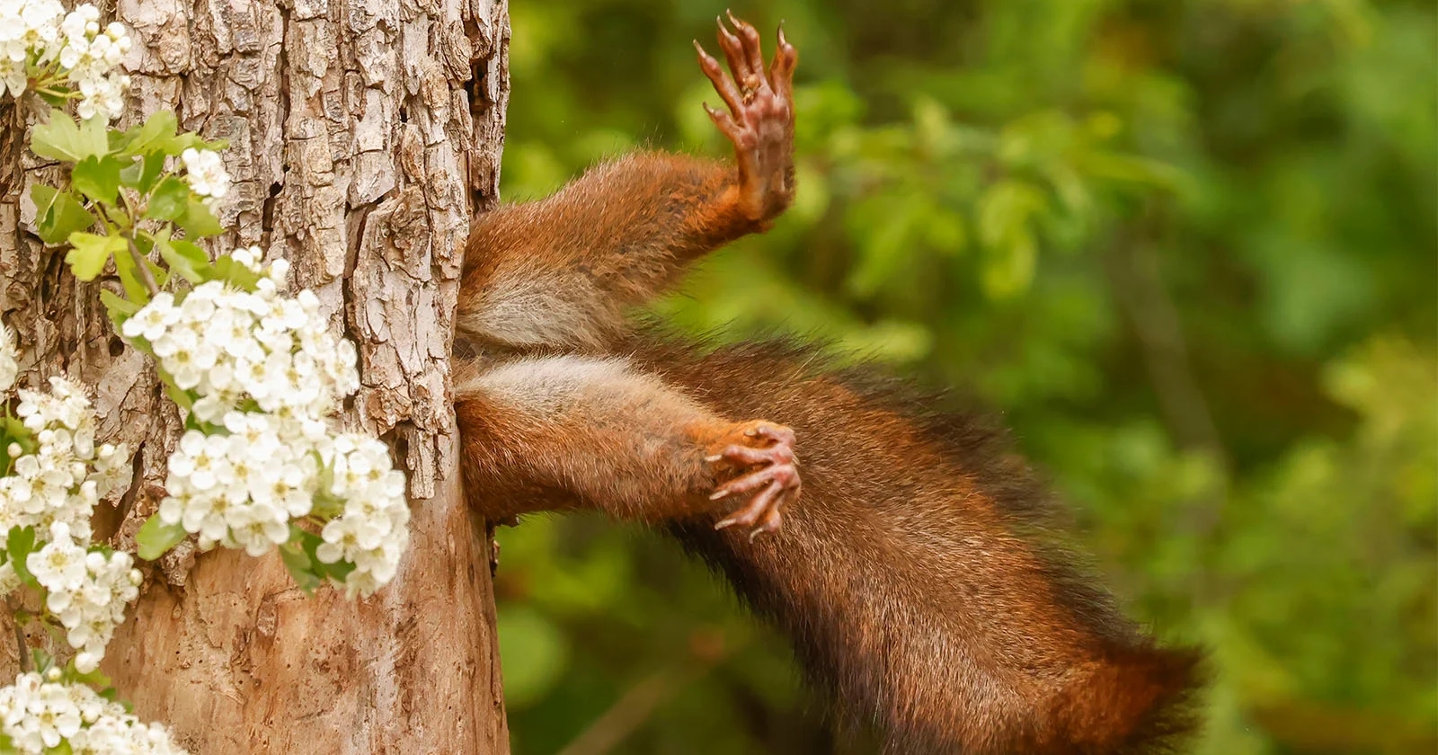 Milko Marchetti Wins Top Honor at 2024 Nikon Comedy Wildlife Awards - News Karnataka