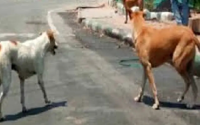 Tragic death of woman in Raichur after falling while fleeing stray dogs - News Karnataka