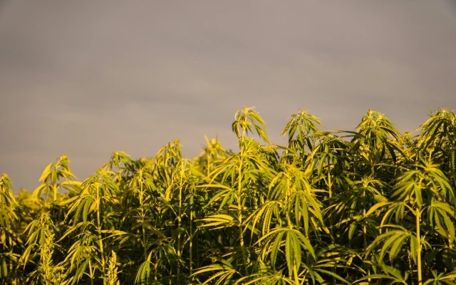 Cannabis Cultivation: Everything You Need to Know About Growing Hemp - News Karnataka