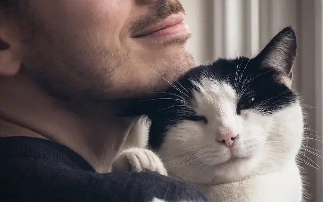 Wife sues husband over loving pet cat more than her - News Karnataka