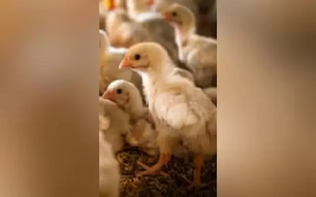Man Dies After Swallowing Live Chick in Suspected Occult Ritual - News Karnataka