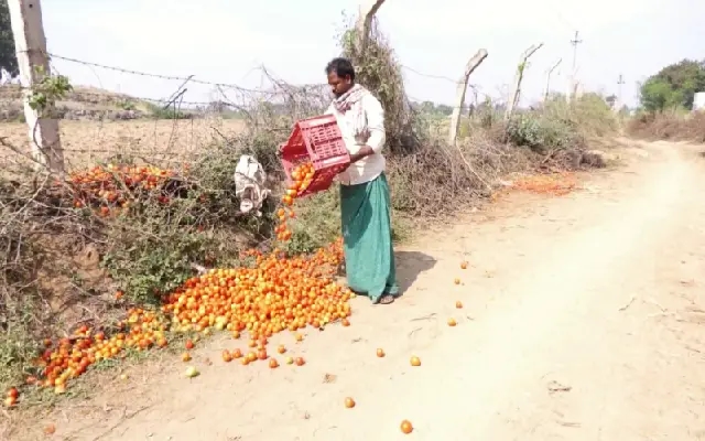 Ballari Farmer Discards Tomatoes Due to Sharp Price Drop - News Karnataka