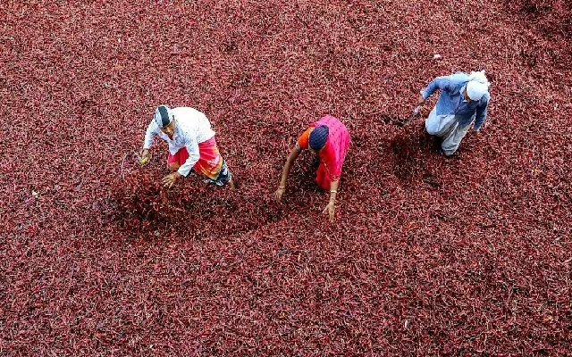 Chilli Farmers in Ballari Left Disappointed as Market Plans Shelved - News Karnataka