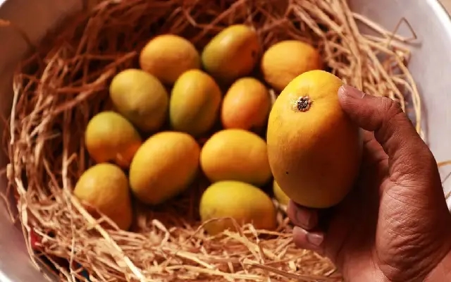 Mango Growers in Dharwad Rejoice as Mango Development Board Gets Approval - News Karnataka