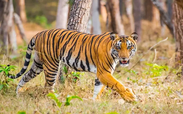 Activist Flags Illegal Tourism in Kali Tiger Reserve - News Karnataka