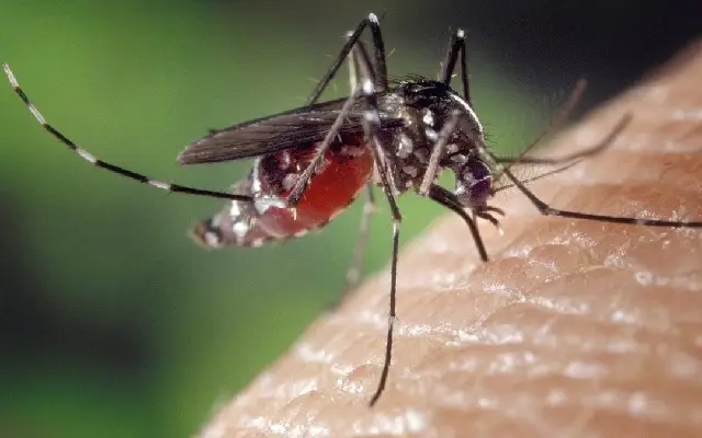 Mosquito invasion troubles Bengaluru after cyclone Fengal - News Karnataka