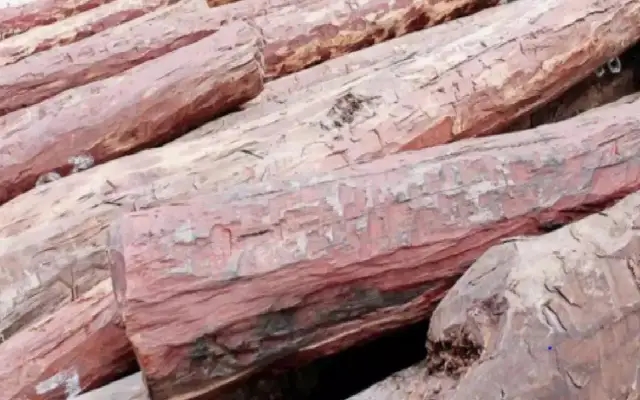 Two arrested in Bengaluru for sandalwood smuggling; over 260kg of logs seized - News Karnataka