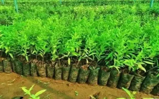 Belagavi to Honor Gandhi’s Legacy with Massive Sandalwood Plantation Drive - News Karnataka