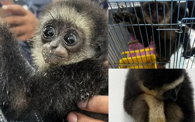 Customs officials bust gibbon smuggling attempt at Bengaluru airport - News Karnataka
