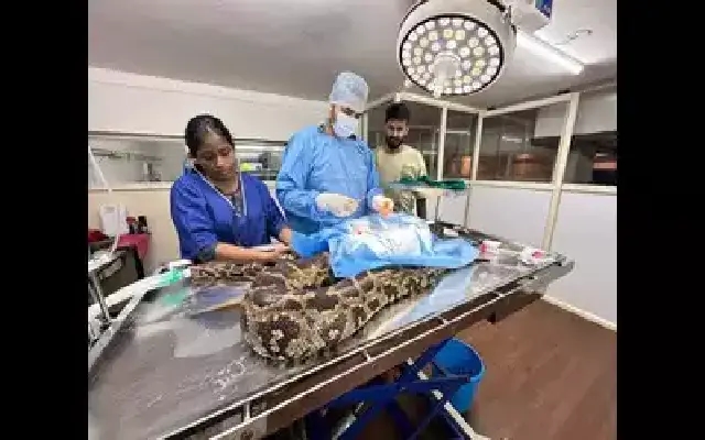 Injured Python Rescued, Treated, and Released Back into the Wild - News Karnataka