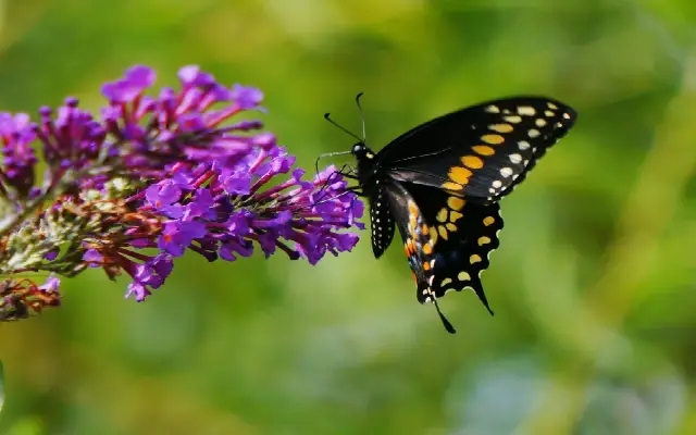 Robotic Butterfly Show Inaugurated at Kadri Park as Part of Karavali Utsava - News Karnataka