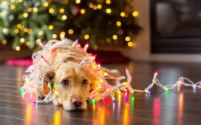 Dog undergoes life-saving surgery after eating Christmas tinsel - News Karnataka