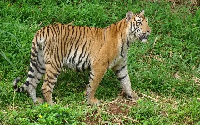 Pilikula Tigress ‘Rani’ Welcomes Two New Cubs - News Karnataka