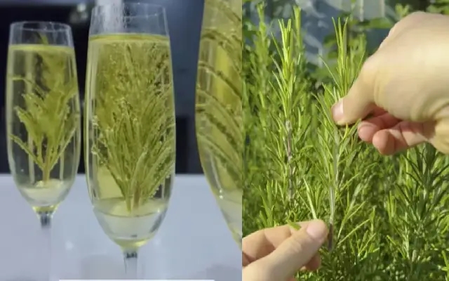 Viral video turns rosemary into a mini Christmas tree for festive drinks - News Karnataka