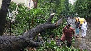 Bengaluru boy still in ICU after tree fall, family claims no response from BBMP - News Karnataka