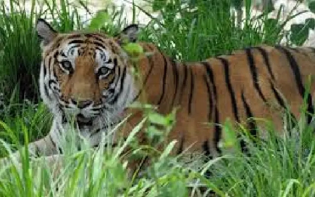 Villager escapes tiger attack in South Kodagu - News Karnataka