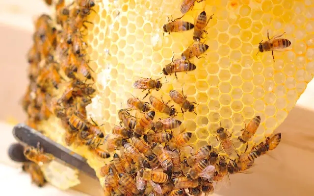 "Tragedy in Hebri: Farmer Succumbs to Bee Attack Injuries" - News Karnataka