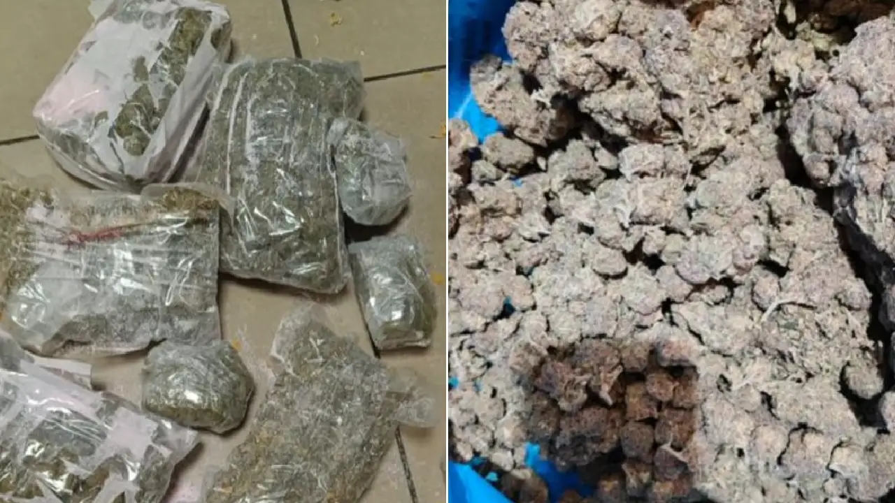 Customs foils hydroponic ganja smuggling attempt at Bengaluru airport - News Karnataka