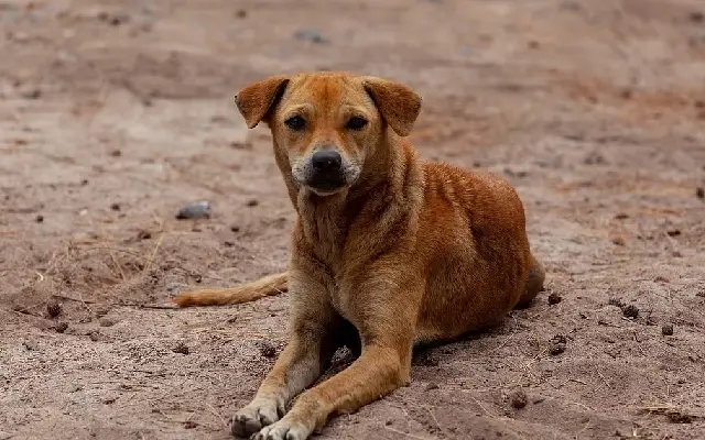 Chikkaballapur launches long-delayed street dog sterilisation drive - News Karnataka